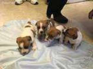 Jack Russell Terrier Puppy for sale in Tallapoosa, GA, USA