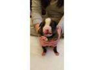American Bulldog Puppy for sale in Yonkers, NY, USA