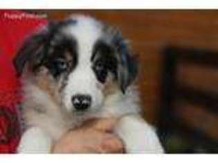 Australian Shepherd Puppy for sale in Laurelville, OH, USA