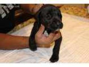 Great Dane Puppy for sale in Porterdale, GA, USA