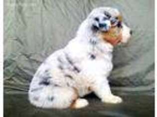 Australian Shepherd Puppy for sale in Thompson Falls, MT, USA
