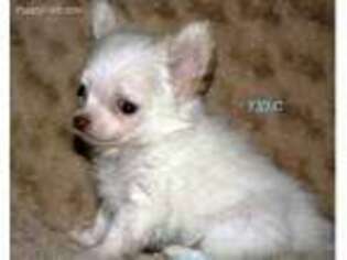 Chihuahua Puppy for sale in Hubbard, TX, USA