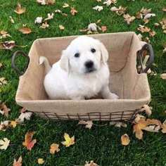 Labrador Retriever Puppy for sale in Brighton, CO, USA