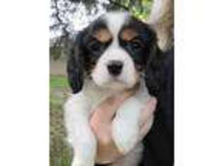 Cavalier King Charles Spaniel Puppy for sale in Weyauwega, WI, USA