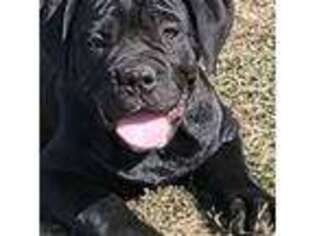 Cane Corso Puppy for sale in Dunkirk, IN, USA