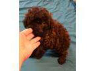 Mutt Puppy for sale in Okmulgee, OK, USA