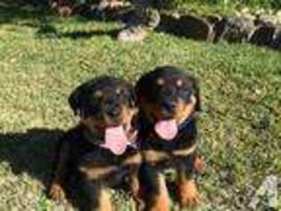 Rottweiler Puppy for sale in CHULA VISTA, CA, USA