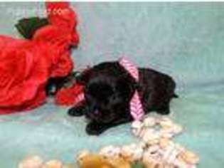 Shih-Poo Puppy for sale in Harrington, DE, USA