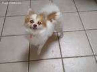 Pomeranian Puppy for sale in Lincoln, NE, USA