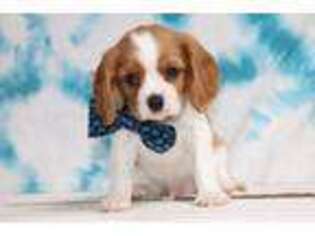 Cavalier King Charles Spaniel Puppy for sale in Etna Green, IN, USA