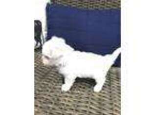 Maltese Puppy for sale in Rome, GA, USA