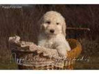 Goldendoodle Puppy for sale in Atlanta, GA, USA