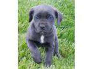 Cane Corso Puppy for sale in Gerrardstown, WV, USA