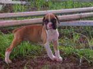 Boxer Puppy for sale in New Smyrna Beach, FL, USA