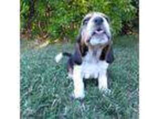 Basset Hound Puppy for sale in Redding, CA, USA
