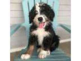 Bernese Mountain Dog Puppy for sale in Marshall, WI, USA