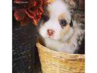 Australian Shepherd Puppy for sale in Paso Robles, CA, USA
