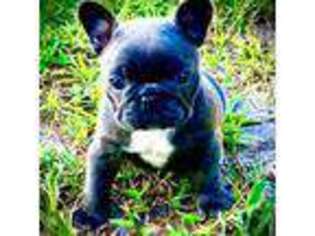French Bulldog Puppy for sale in Lancaster, SC, USA