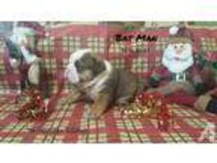 Bulldog Puppy for sale in GOTHENBURG, NE, USA