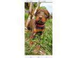 Doberman Pinscher Puppy for sale in Richland Springs, TX, USA