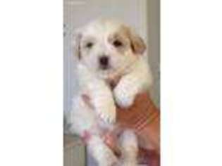 Coton de Tulear Puppy for sale in Surprise, AZ, USA