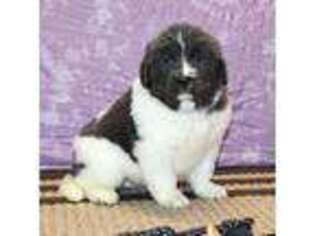 Newfoundland Puppy for sale in Sugarcreek, OH, USA