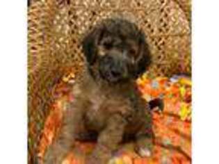 Goldendoodle Puppy for sale in La Center, KY, USA