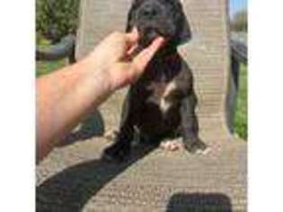 Great Dane Puppy for sale in Escalon, CA, USA