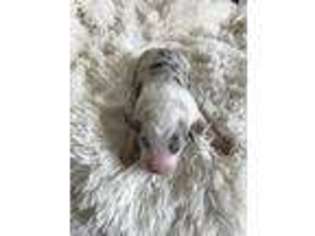Australian Shepherd Puppy for sale in Milford, UT, USA