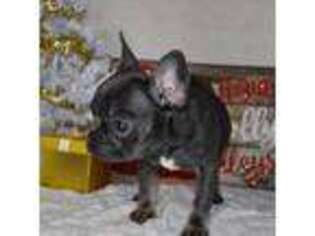 French Bulldog Puppy for sale in Allendale, MI, USA