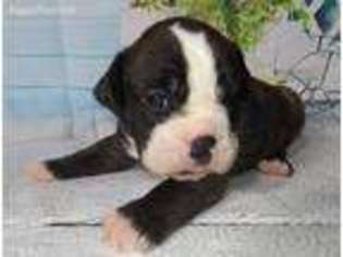 Olde English Bulldogge Puppy for sale in Paxtonville, PA, USA