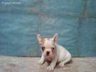 French Bulldog Puppy for sale in Waynesboro, TN, USA