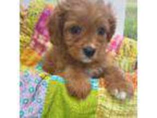 Cavapoo Puppy for sale in Sutherland Springs, TX, USA