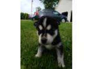 Siberian Husky Puppy for sale in Berlin Center, OH, USA