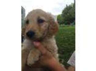 Goldendoodle Puppy for sale in Hummelstown, PA, USA