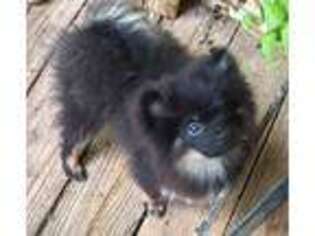 Pomeranian Puppy for sale in Winder, GA, USA