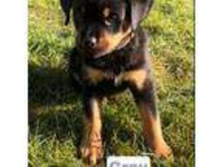 Rottweiler Puppy for sale in Grand Rapids, MI, USA