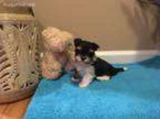 Biewer Terrier Puppy for sale in Lawndale, NC, USA