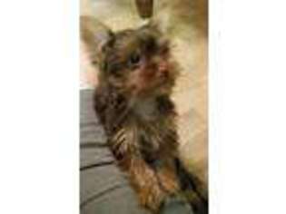 Yorkshire Terrier Puppy for sale in Wisconsin Dells, WI, USA