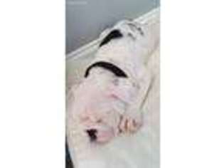 Bulldog Puppy for sale in Berwyn, IL, USA
