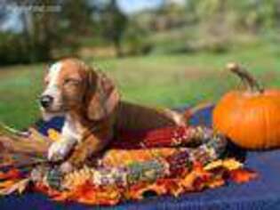 Dachshund Puppy for sale in Cedar Springs, MI, USA