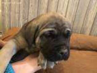 Mastiff Puppy for sale in Lewiston, MN, USA