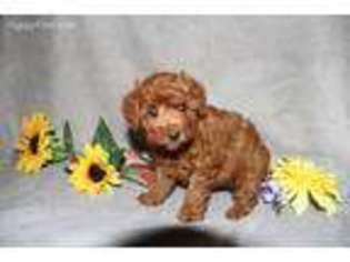 Mutt Puppy for sale in Lewisburg, WV, USA