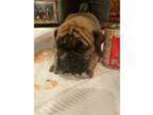 Boerboel Puppy for sale in Ashland, KY, USA