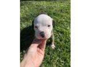 American Bulldog Puppy for sale in Southern Pines, NC, USA