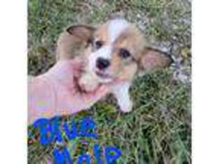 Pembroke Welsh Corgi Puppy for sale in Nevada, MO, USA