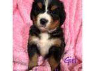 Bernese Mountain Dog Puppy for sale in Graham, WA, USA