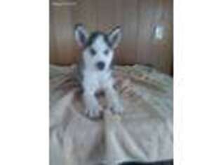 Siberian Husky Puppy for sale in Atco, NJ, USA