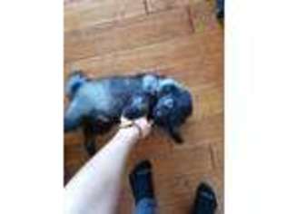 Keeshond Puppy for sale in Moreno Valley, CA, USA