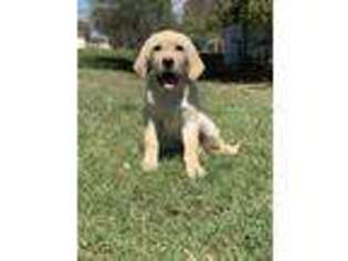 Labrador Retriever Puppy for sale in Waddell, AZ, USA